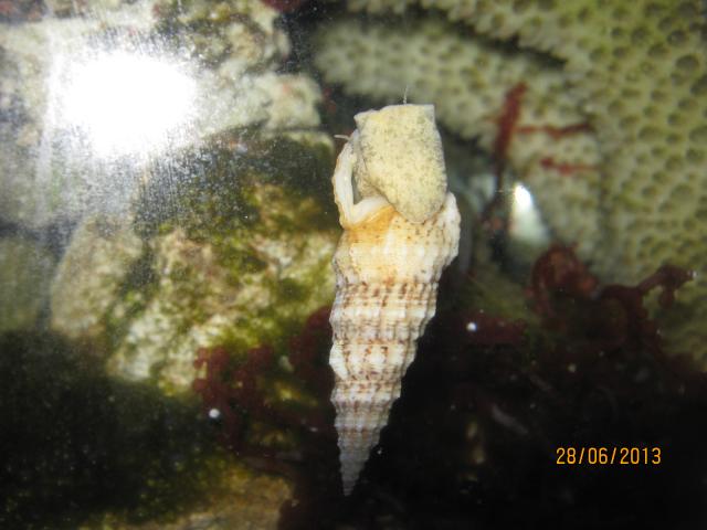 Cerithium vulgatum в моем аквариуме пойманый в б. Круглая, г. Севастополь.